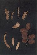 Herbarium Paul Klee